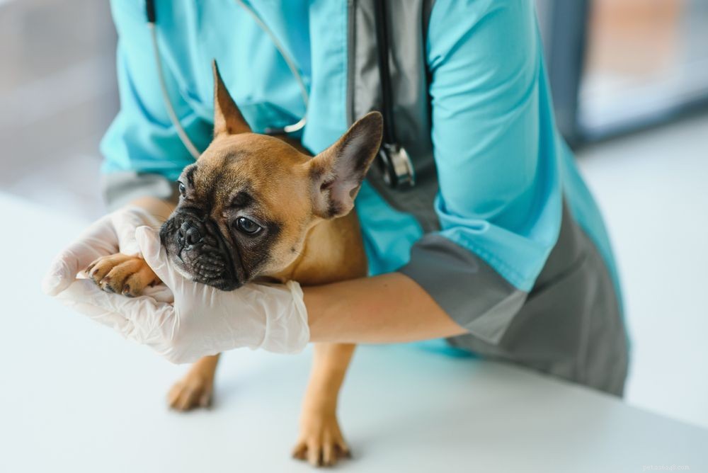 Zampe da masticare per cani:cause e trattamenti