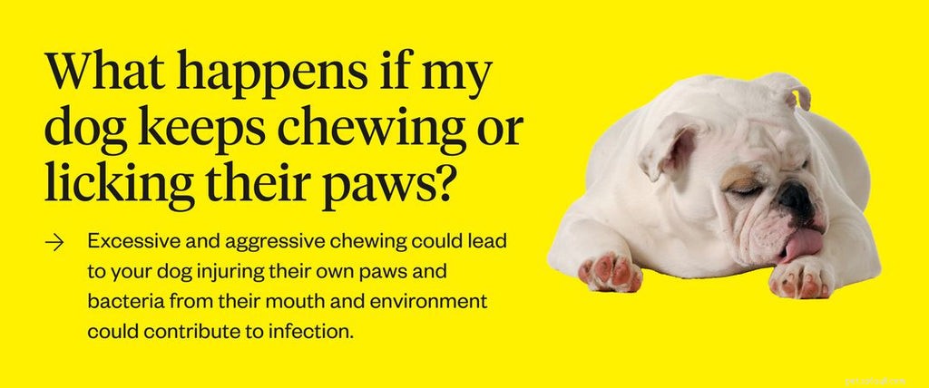 Zampe da masticare per cani:cause e trattamenti