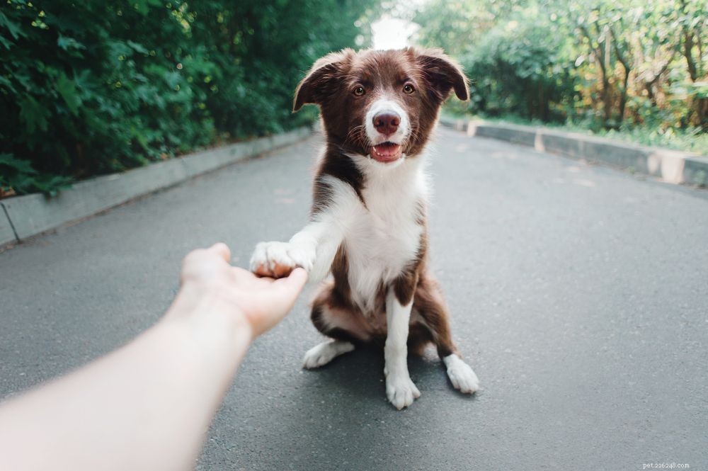 犬の咀嚼足：原因と治療 