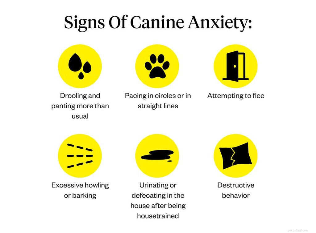 Guia para treinamento de cães ansiosos