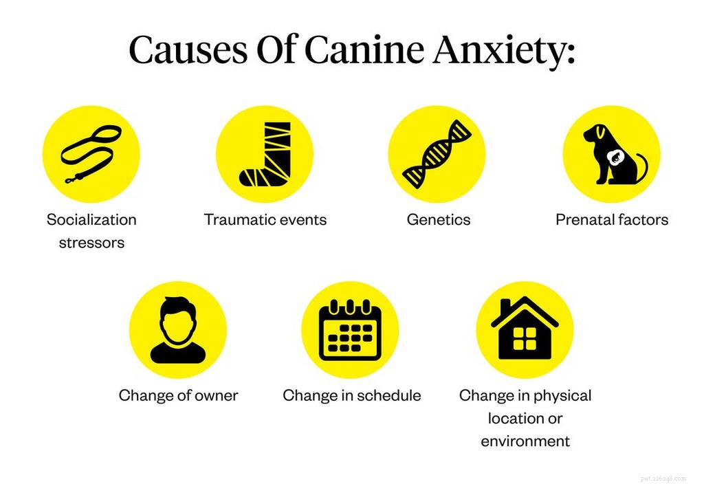 Guida all addestramento dei cani ansiosi