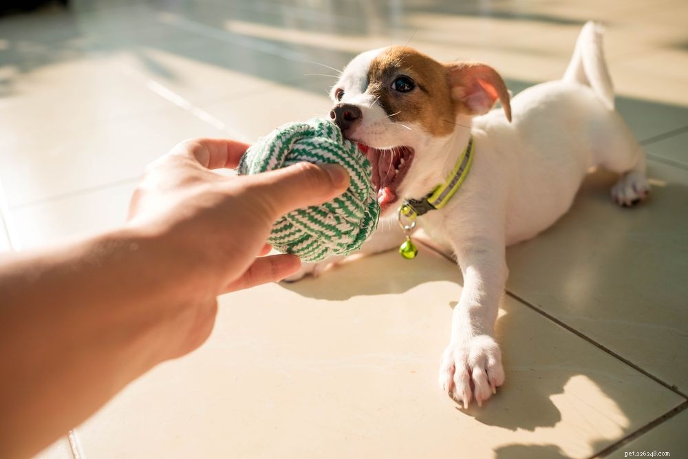 I cani possono avere attacchi di panico?