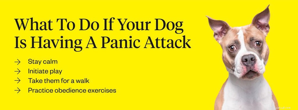 Os cães podem ter ataques de pânico?