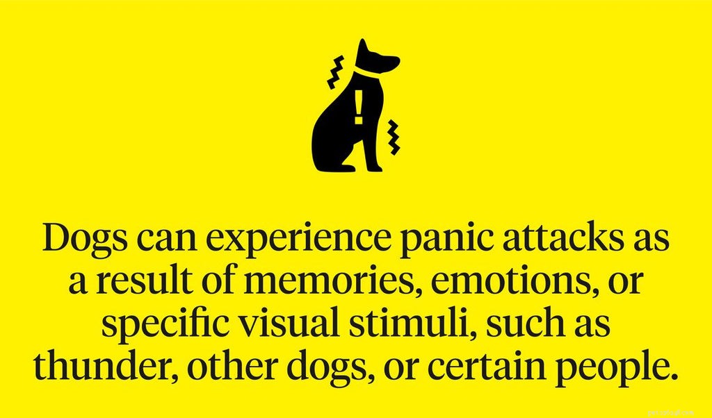Os cães podem ter ataques de pânico?