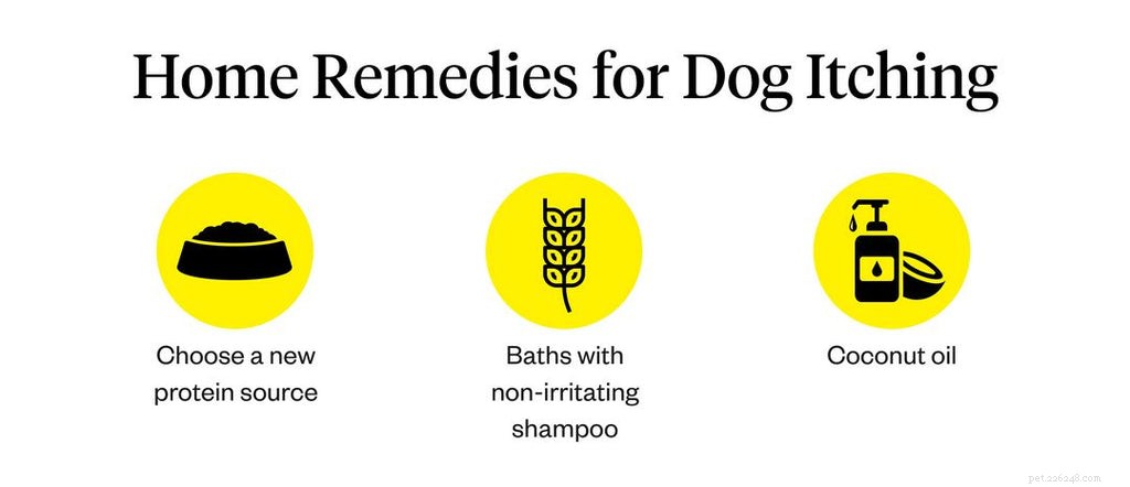 Coceira de cachorro:causas, sintomas, tratamentos