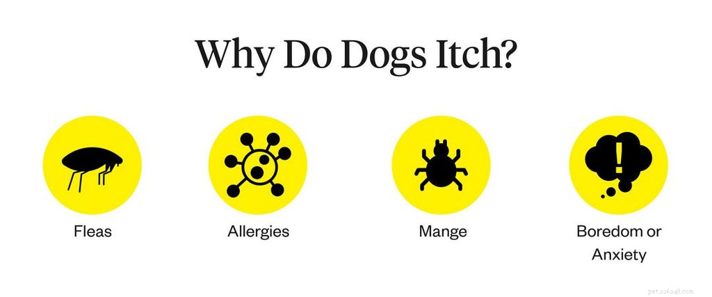 Jeuk bij honden:oorzaken, symptomen, behandelingen
