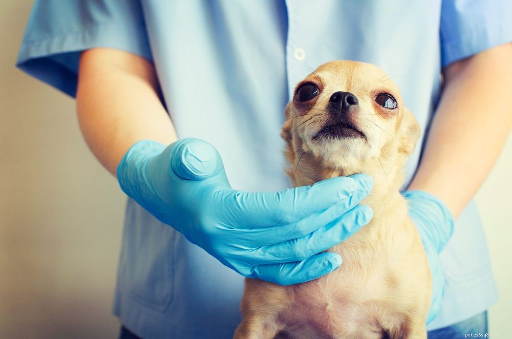 Naso che cola nel cane:cause e trattamento