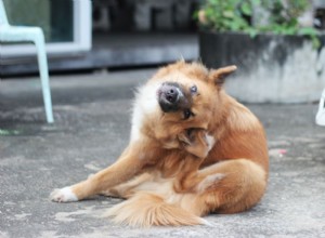 Ушная инфекция у собак:симптомы, причины и лечение