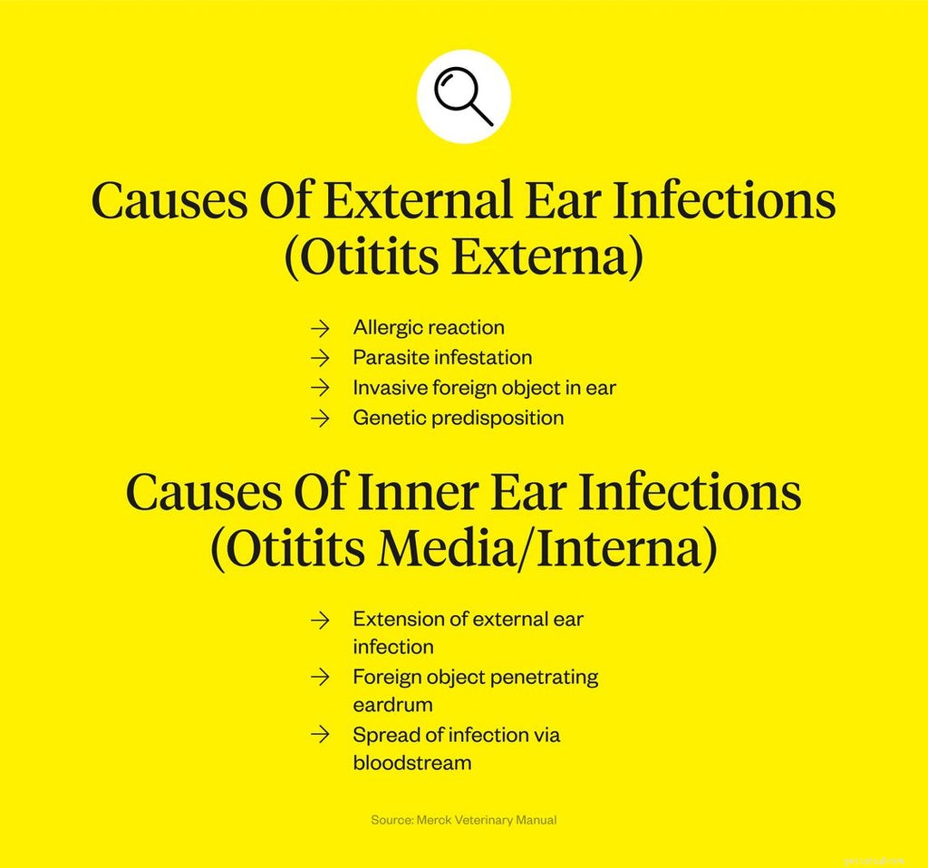 Infekce psího ucha:Příznaky, příčiny a léčba