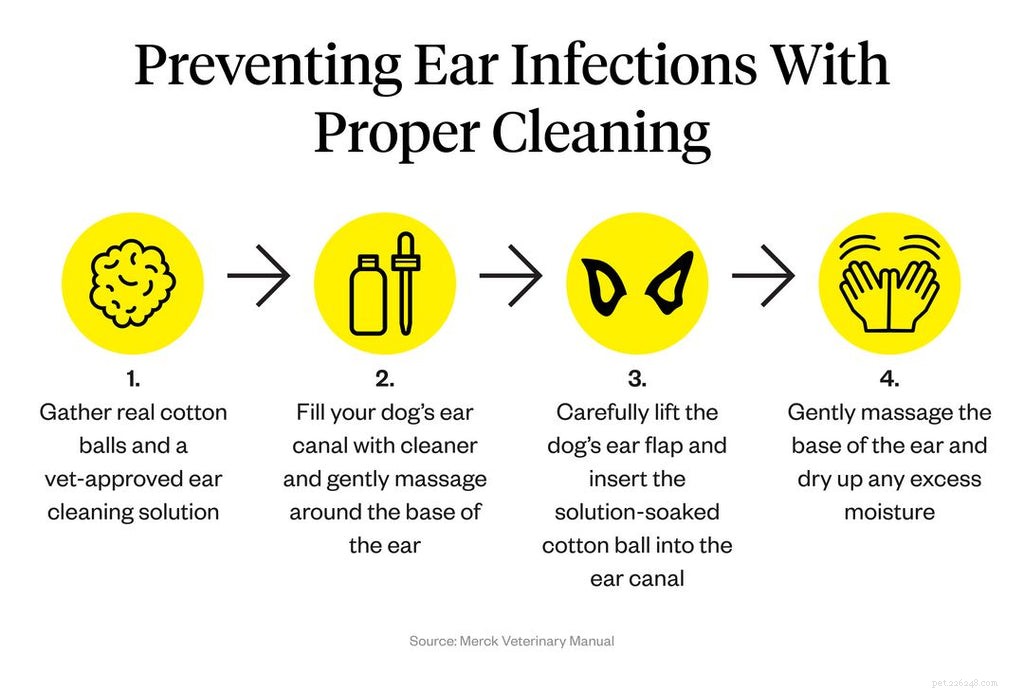 개 귀 감염:증상, 원인 및 치료