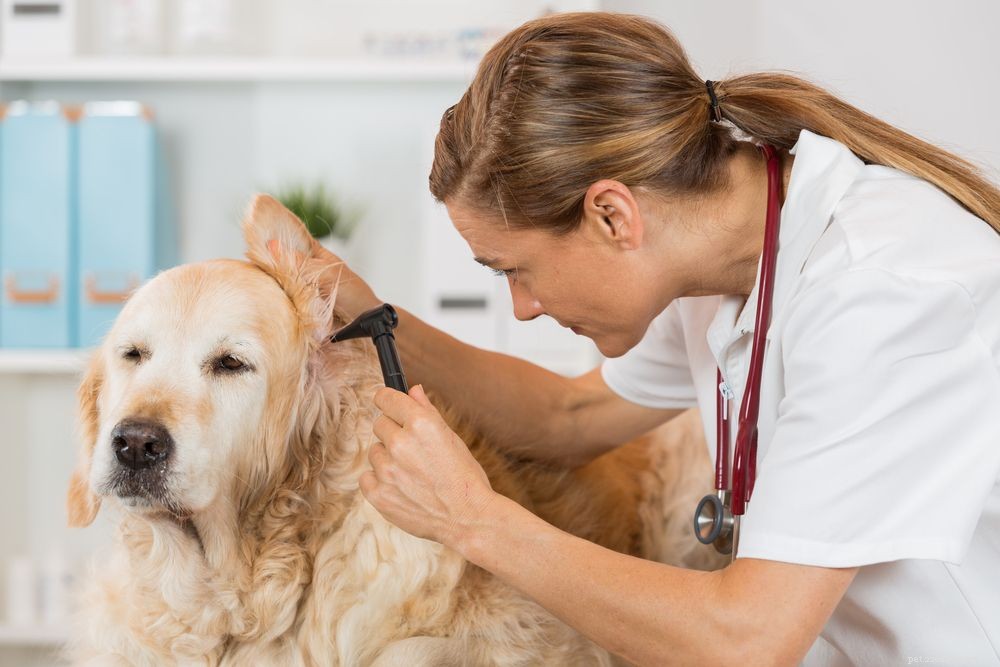 Ушная инфекция у собак:симптомы, причины и лечение