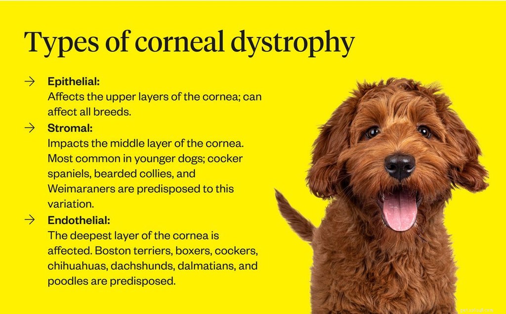 Cosa significa quando gli occhi di un cane sono torbidi?