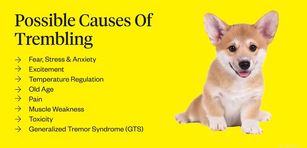 Cão trêmulo:causas e tratamentos
