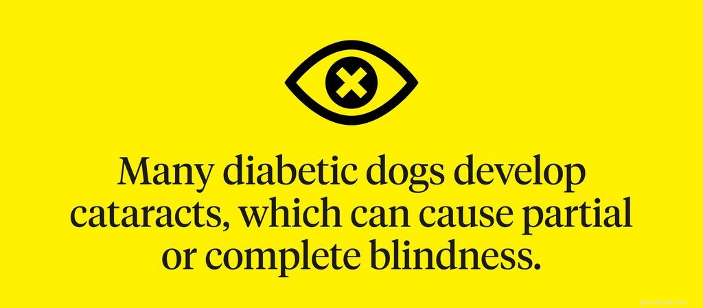 Cécité du chien :comment savoir si votre chien perd la vue