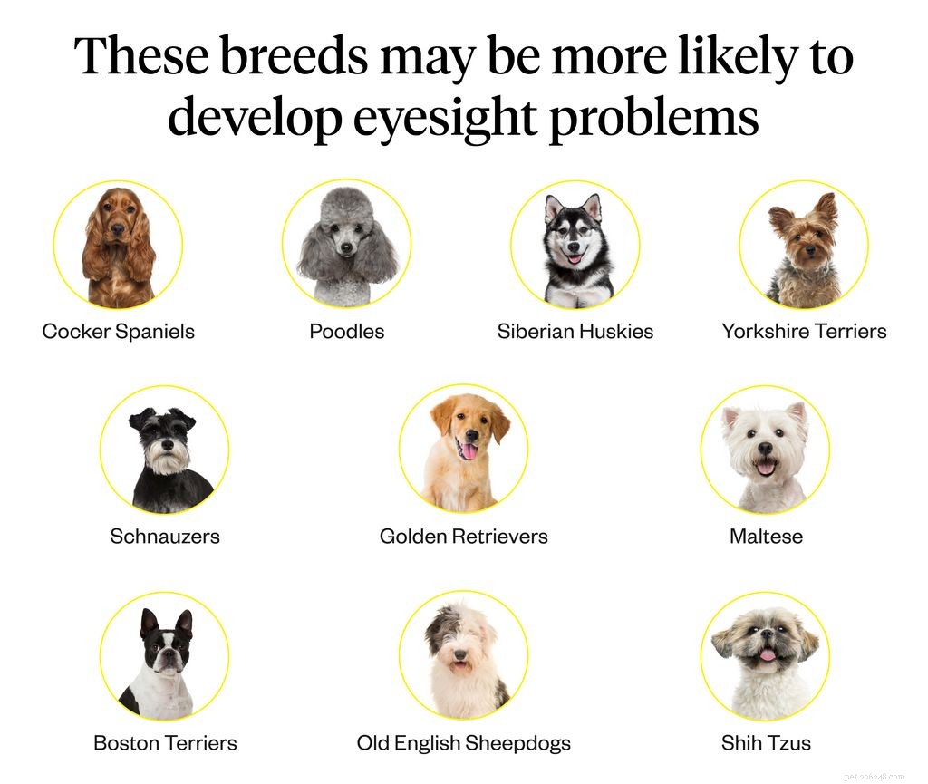 Hondenblindheid:hoe u kunt zien of uw hond het gezichtsvermogen verliest