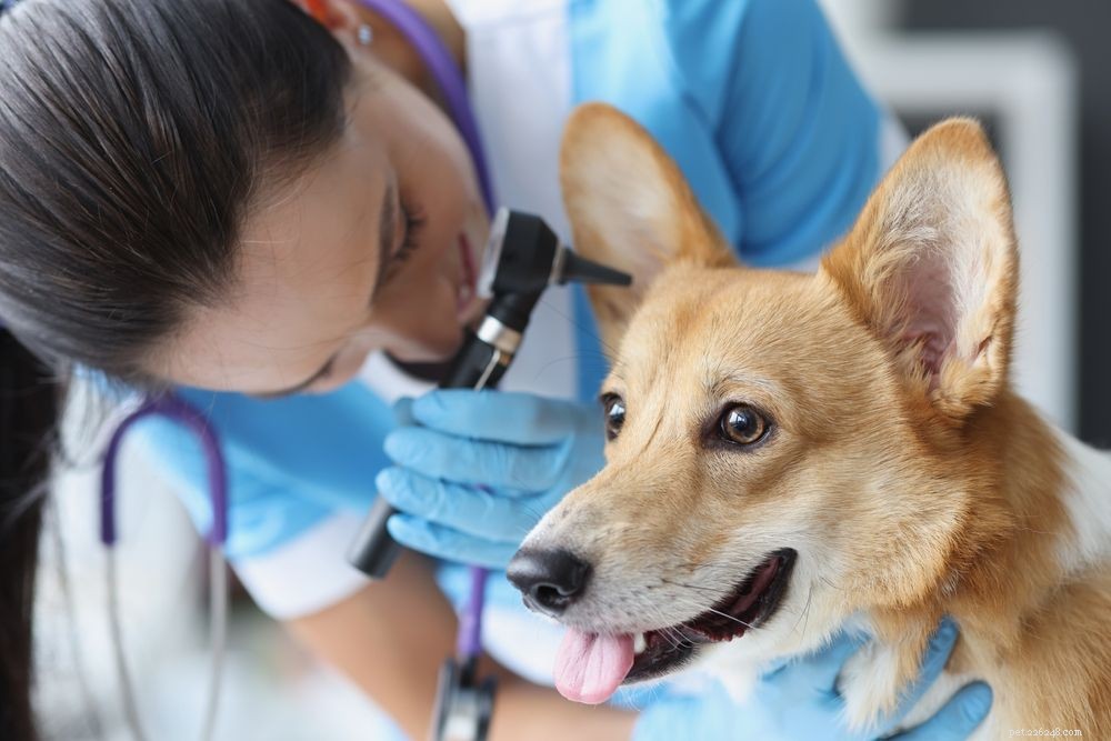 Doofheid van honden:symptomen, oorzaken en behandelingen
