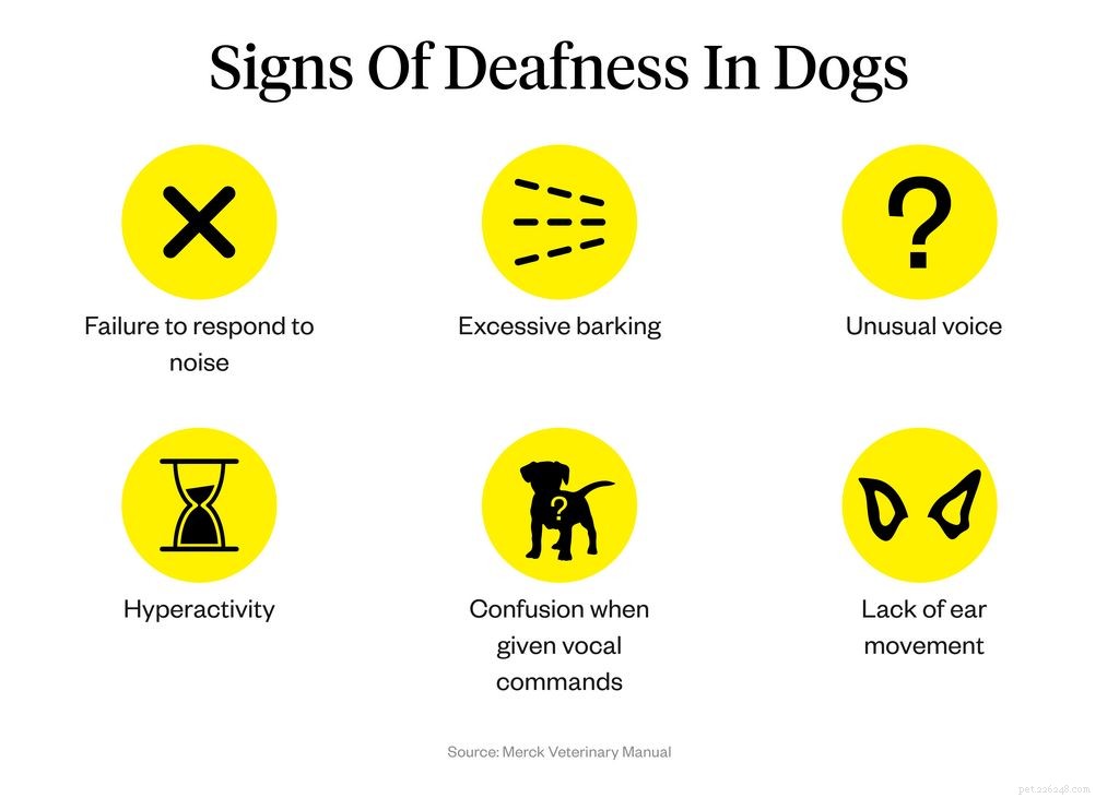 Surdité du chien :symptômes, causes et traitements