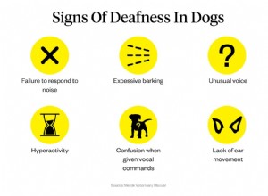 犬の難聴：症状、原因、治療 