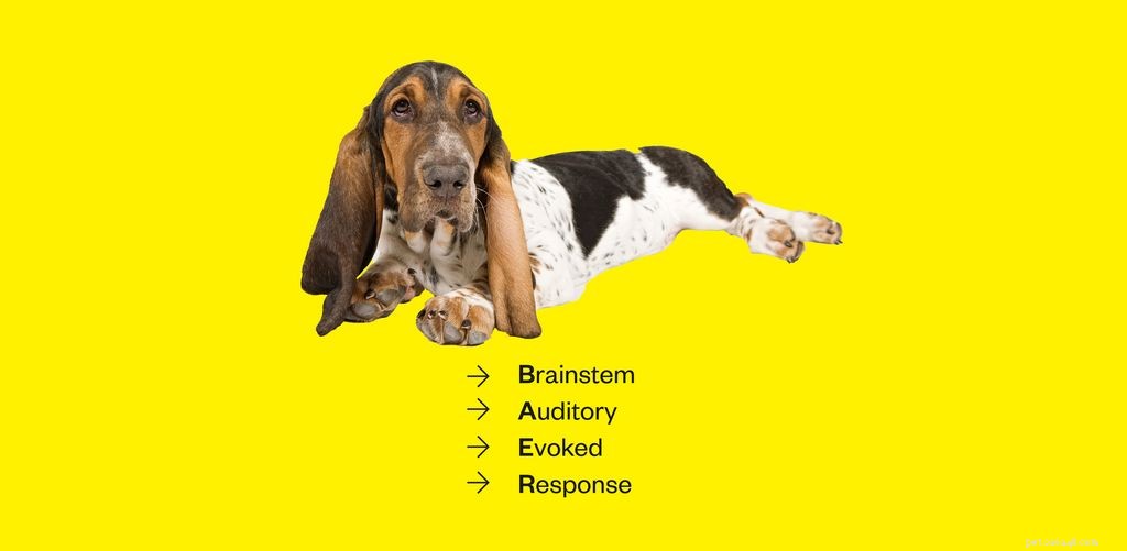 Глухота у собак:симптомы, причины и лечение