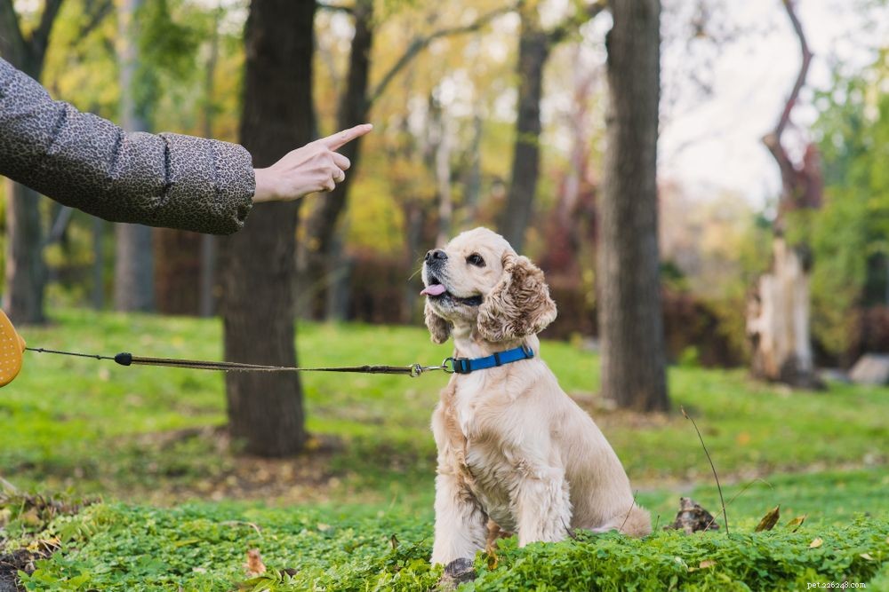Sordità del cane:sintomi, cause e trattamenti