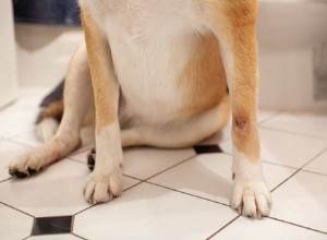 なぜ私の犬にはホットスポットがあるのですか？ 