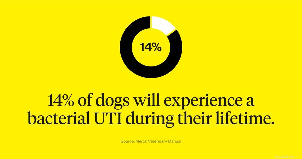 UVI hos hundar:symtom, orsaker och behandlingar