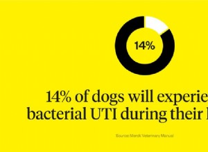 강아지의 UTI:증상, 원인 및 치료