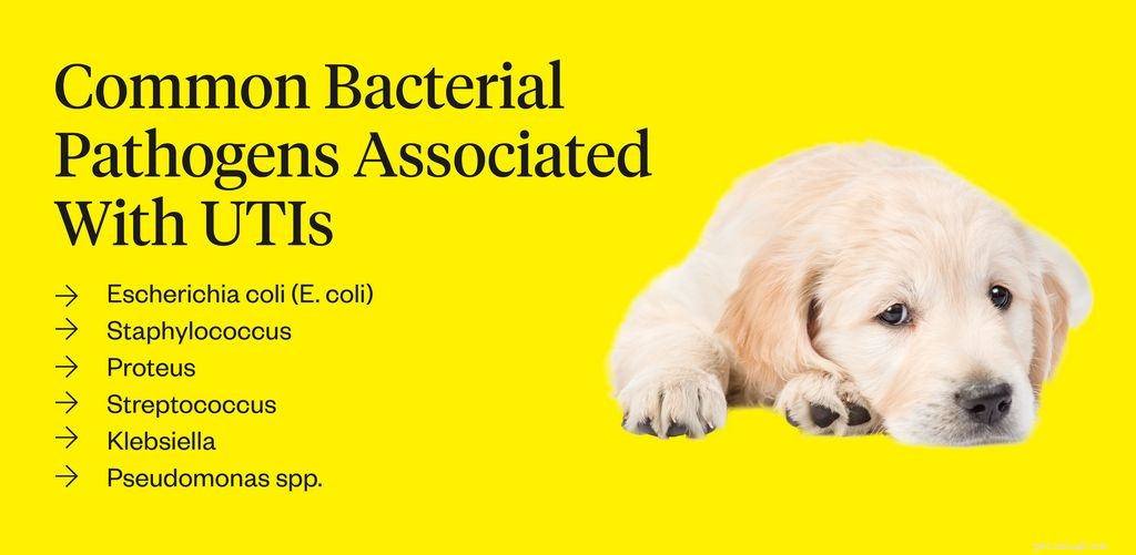 UTI bij honden:symptomen, oorzaken en behandelingen