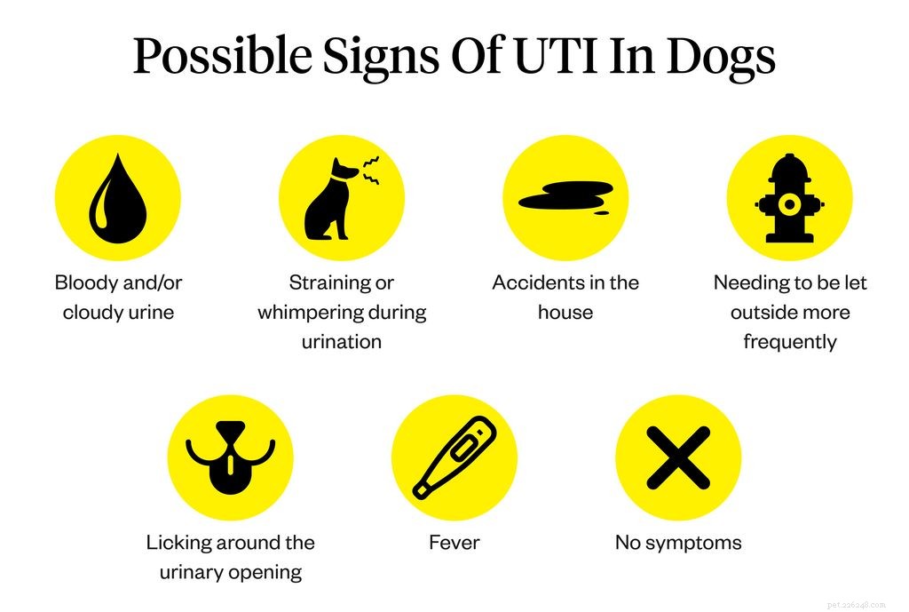 UTI nei cani:sintomi, cause e trattamenti