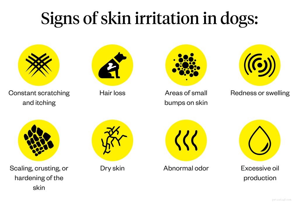 Раздражение кожи у собак:причины, симптомы и лечение