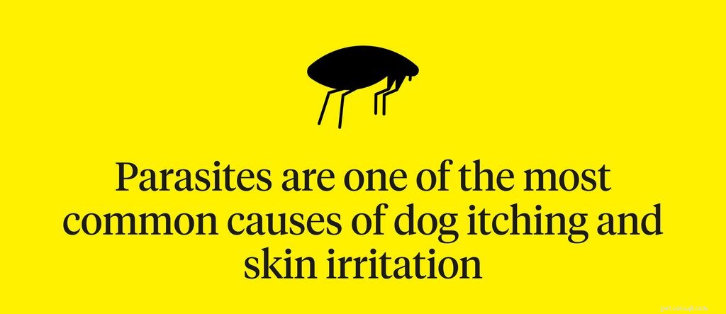 Huidirritatie bij honden:oorzaken, symptomen en behandeling