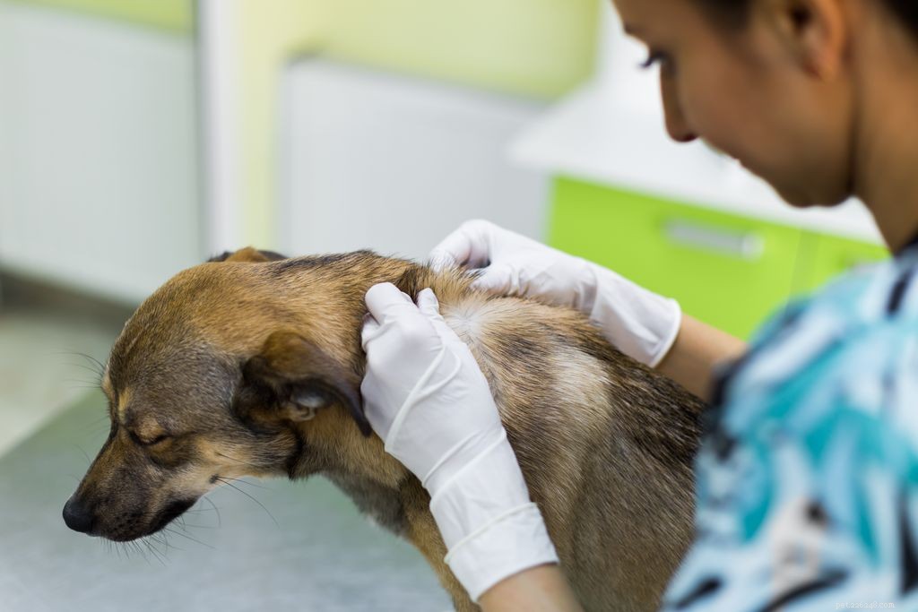 Irritação da pele em cães:causas, sintomas e tratamento