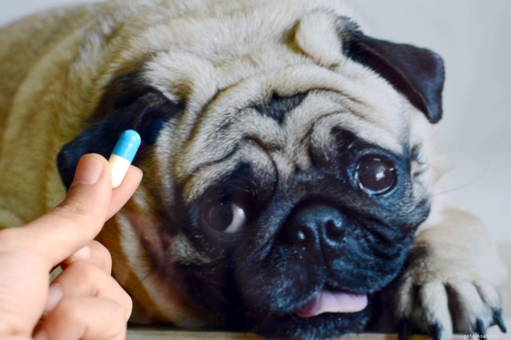 犬に下剤を与えることはできますか？ 