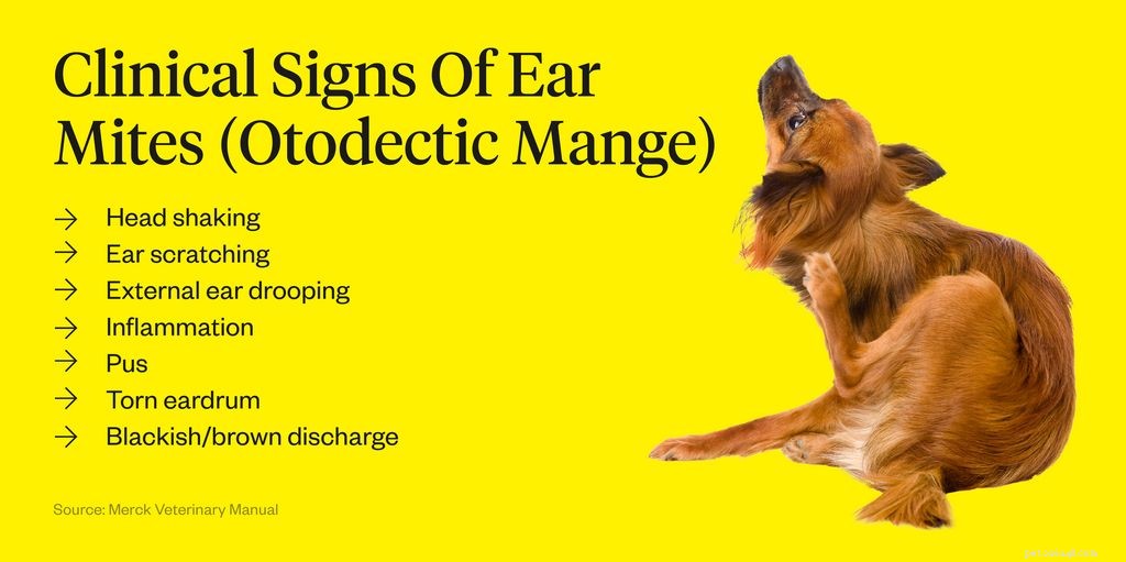 Ácaros da orelha de cachorro vs. Cera de ouvido:como identificar a diferença