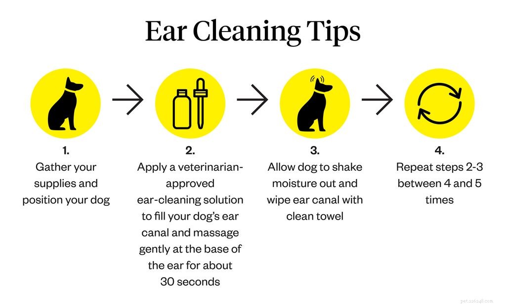 Ácaros da orelha de cachorro vs. Cera de ouvido:como identificar a diferença
