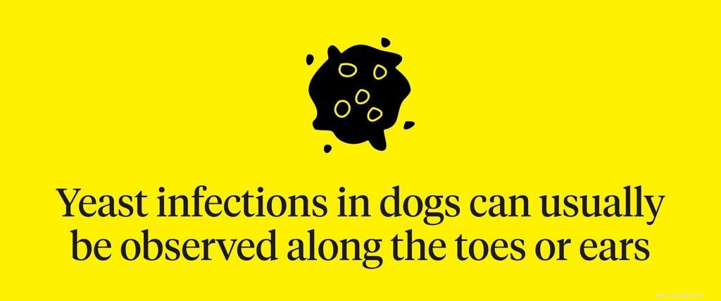 Caspa em cães:sintomas, causas e tratamento