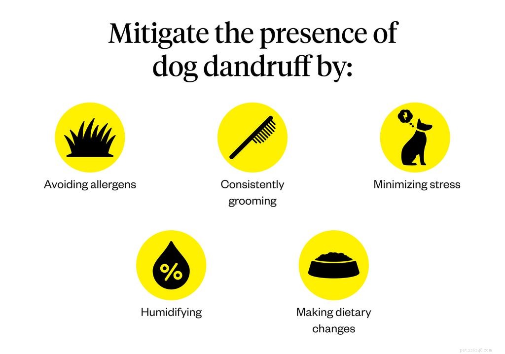 Перхоть у собак:симптомы, причины и лечение