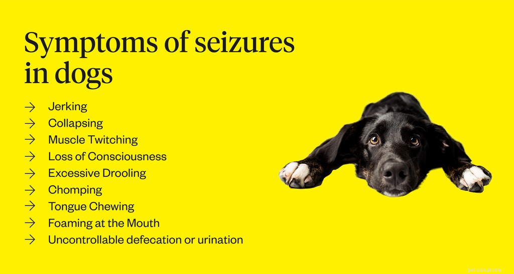 Quais são os sinais de convulsões em cães?