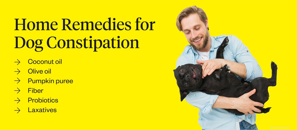 Remédios caseiros para constipação canina