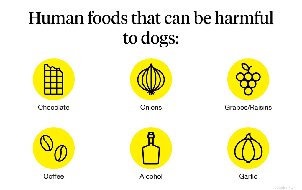 Poisons courants pour chiens (ce qu il faut éviter)