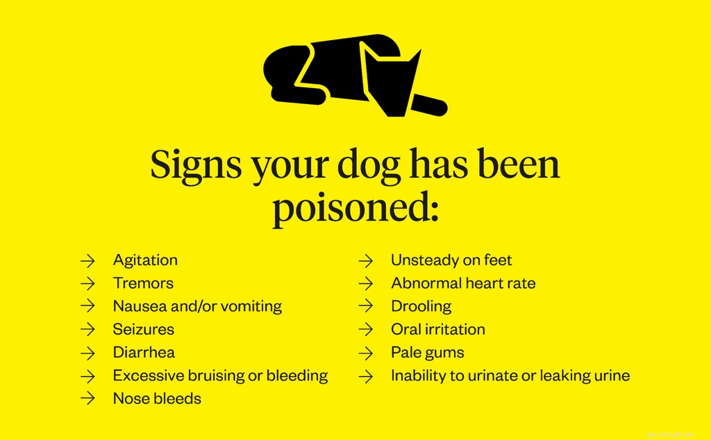 Veel voorkomende hondenvergiftiging (wat te vermijden)