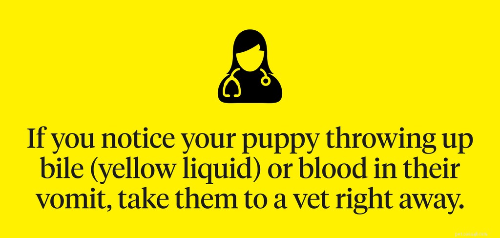 Cosa fare se il tuo cucciolo vomita