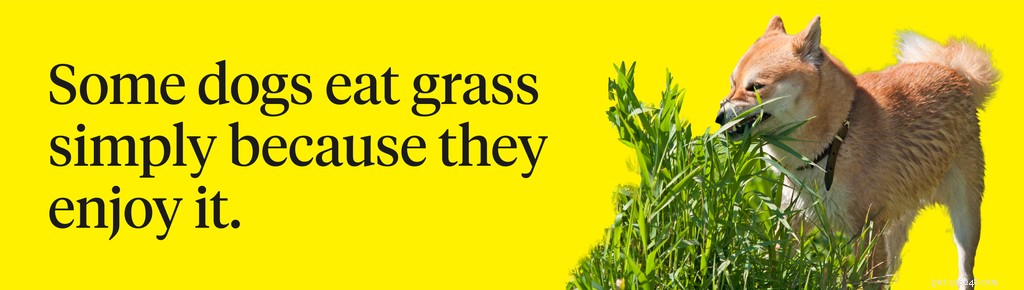 Min hund äter gräs:Vad ska jag göra?