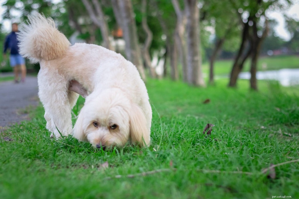 Min hund äter gräs:Vad ska jag göra?