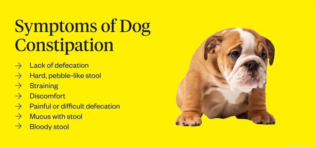 constipação canina:sintomas, causas e tratamentos
