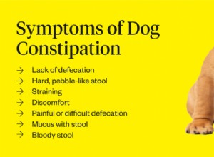 犬の便秘：症状、原因、治療 