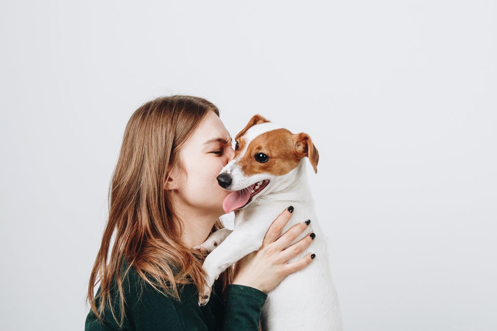 Hundförstoppning:symtom, orsaker och behandlingar