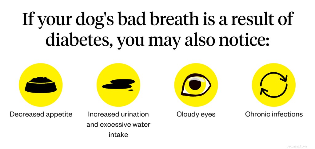 Hoe kom je van de slechte adem van je hond af