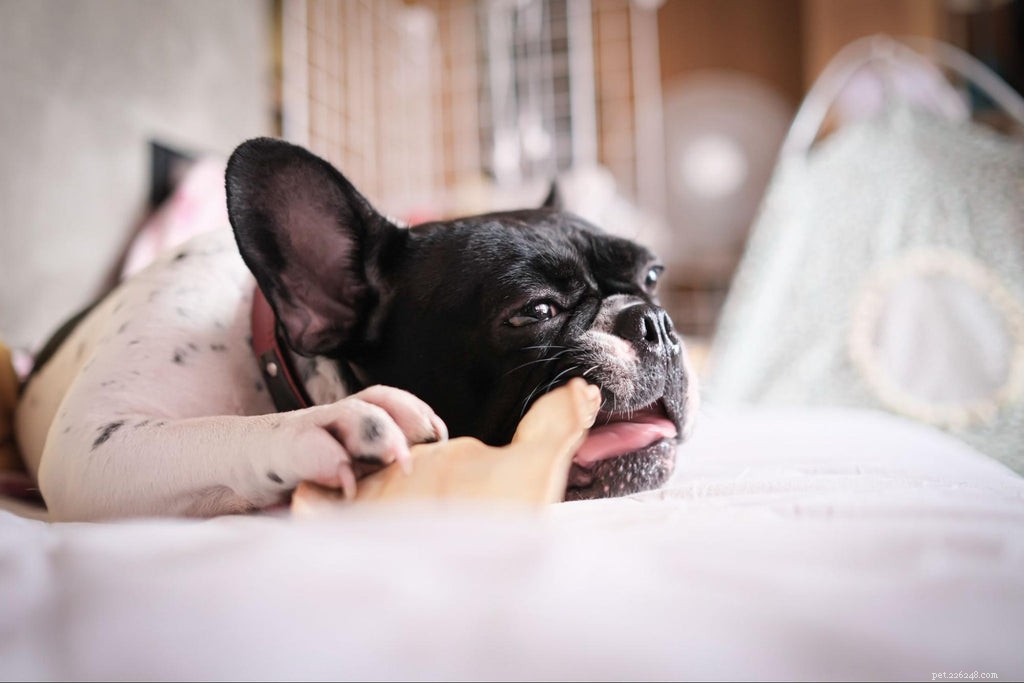 Как избавиться от неприятного запаха изо рта у собаки