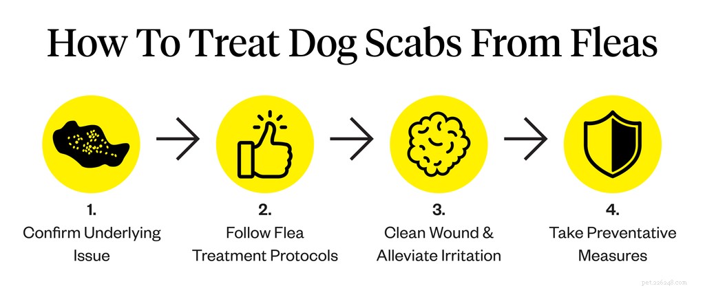 Como tratar crostas de cães por pulgas